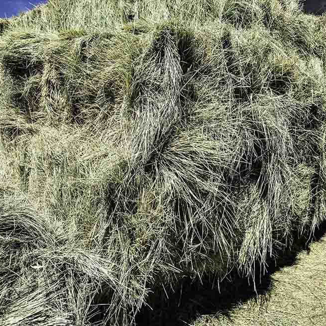 Is Bermuda Hay Good for Horses?