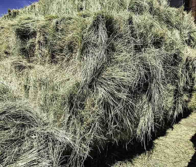 Is Bermuda Hay Good for Horses?