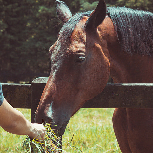 How Does a Horse Eat Hay?