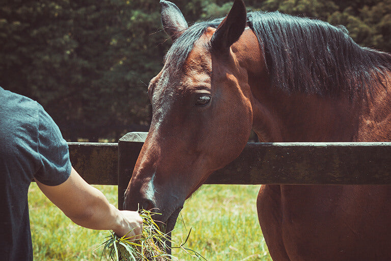 How Does a Horse Eat Hay?