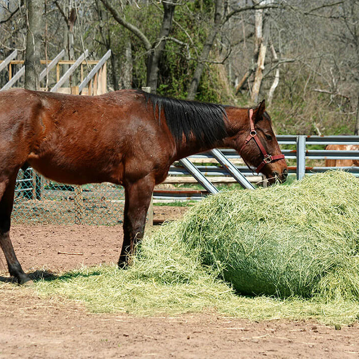 Is Alfalfa Hay Good for Horses?