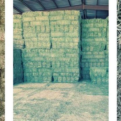 Which Cutting of Hay Is Best for Horses?