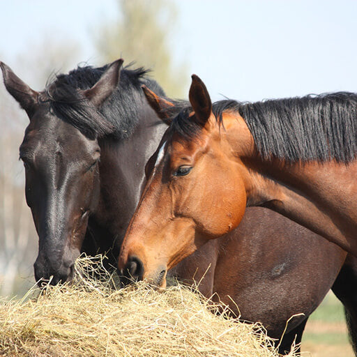 Should Horses Have Constant Access to Hay?