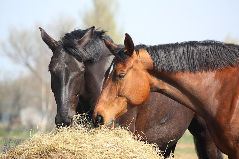 Should Horses Have Constant Access to Hay?