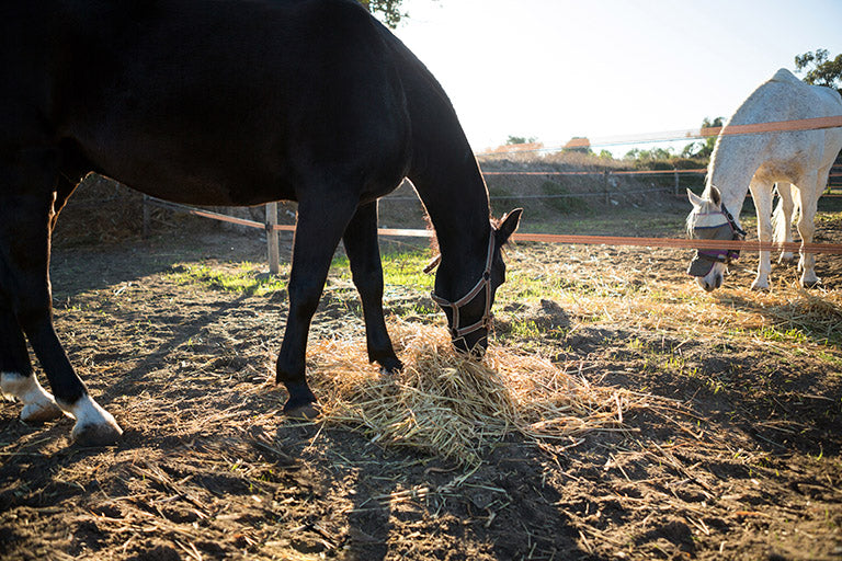 Should Horses Have Hay All the Time?