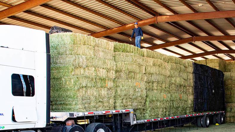 Why Arizona Alfalfa Hay Is Best for Delivery