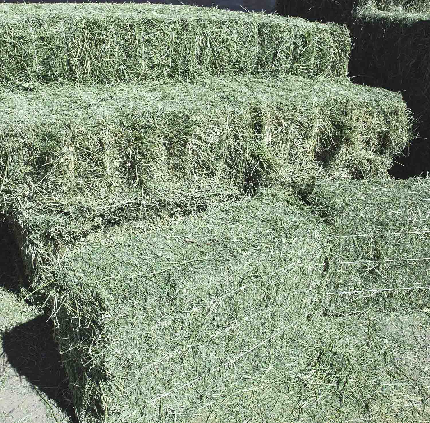 Alfalfa Hay For Sale #2.