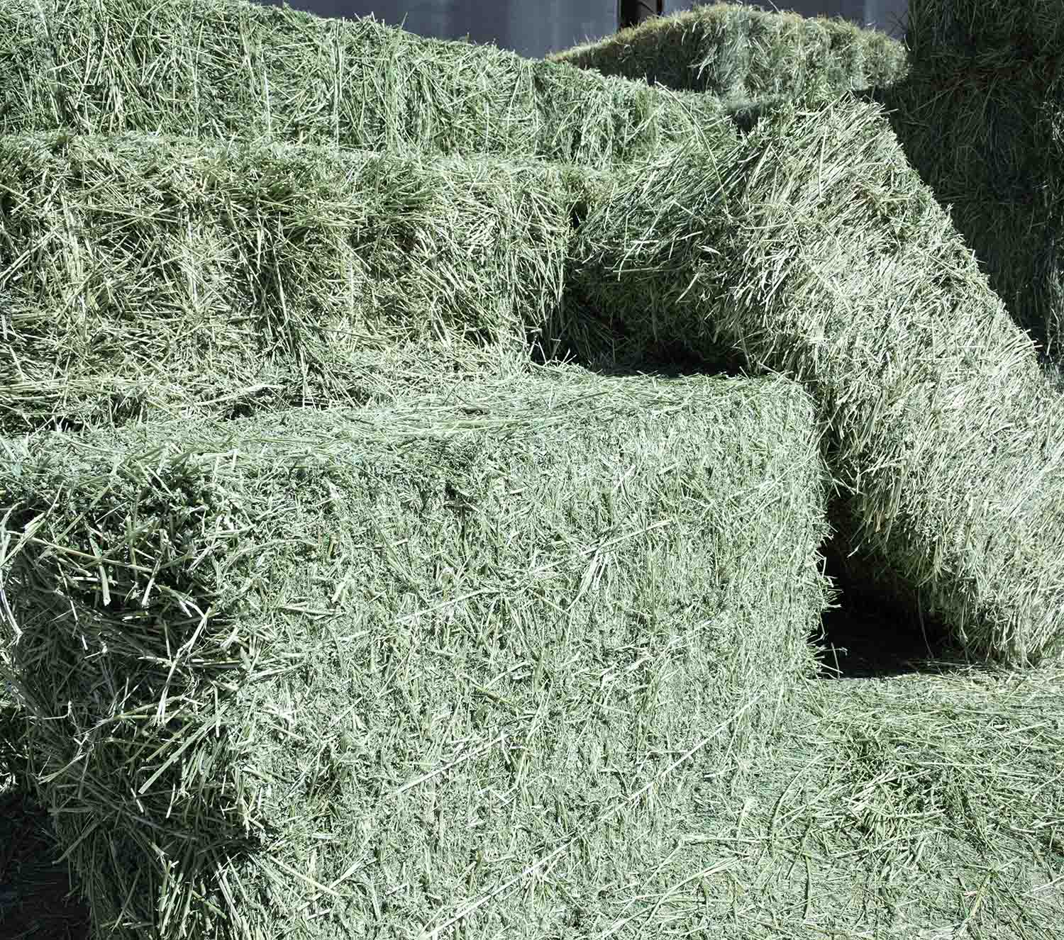 Alfalfa Hay For Sale #2.