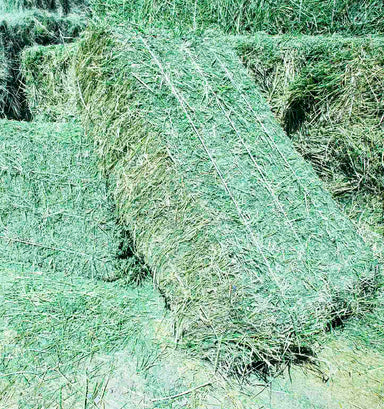 Alfalfa Hay For Sale #2.