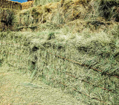 Bermuda Grass Hay For Sale.