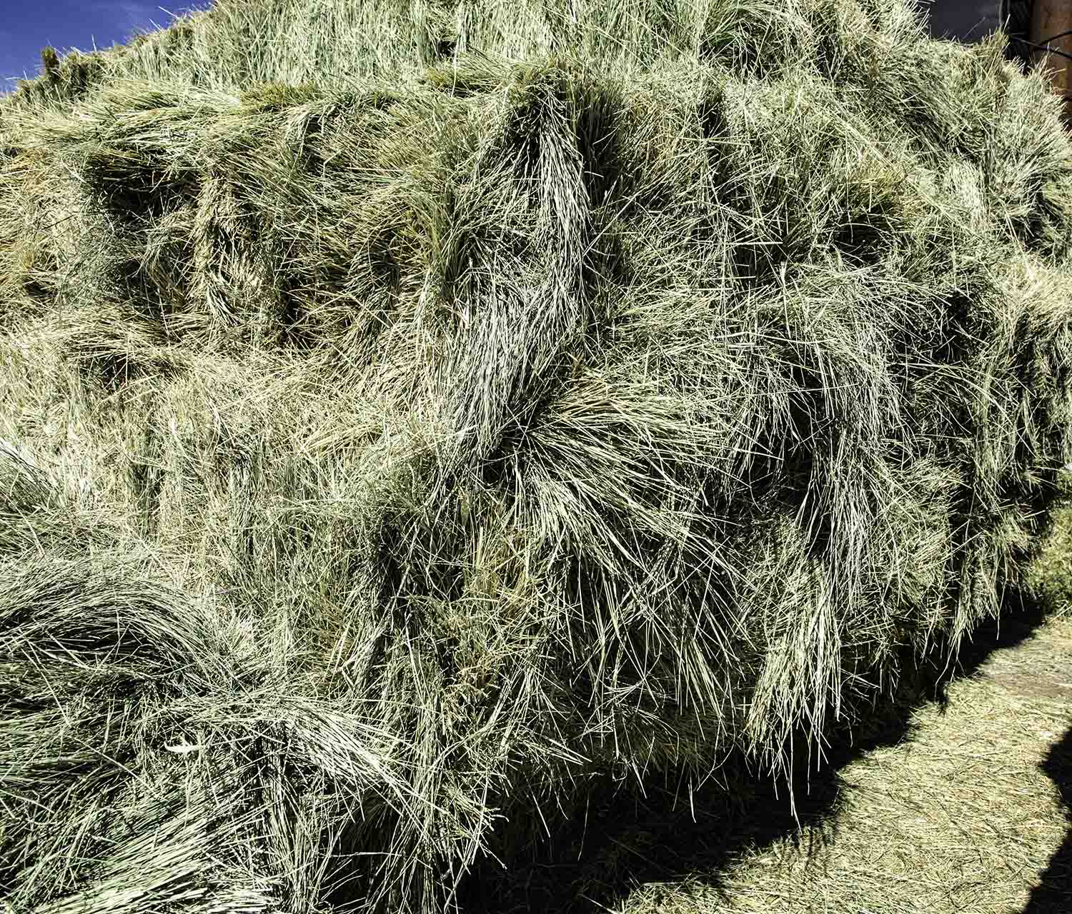 Bermuda Grass Hay For Sale.