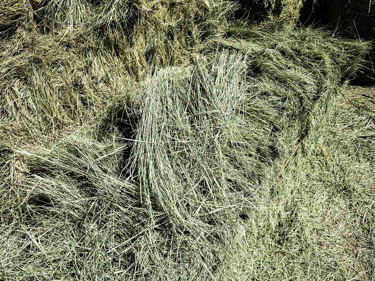 Bermuda Grass Hay For Sale.