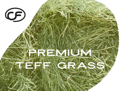 Premium Teff Hay for sale.