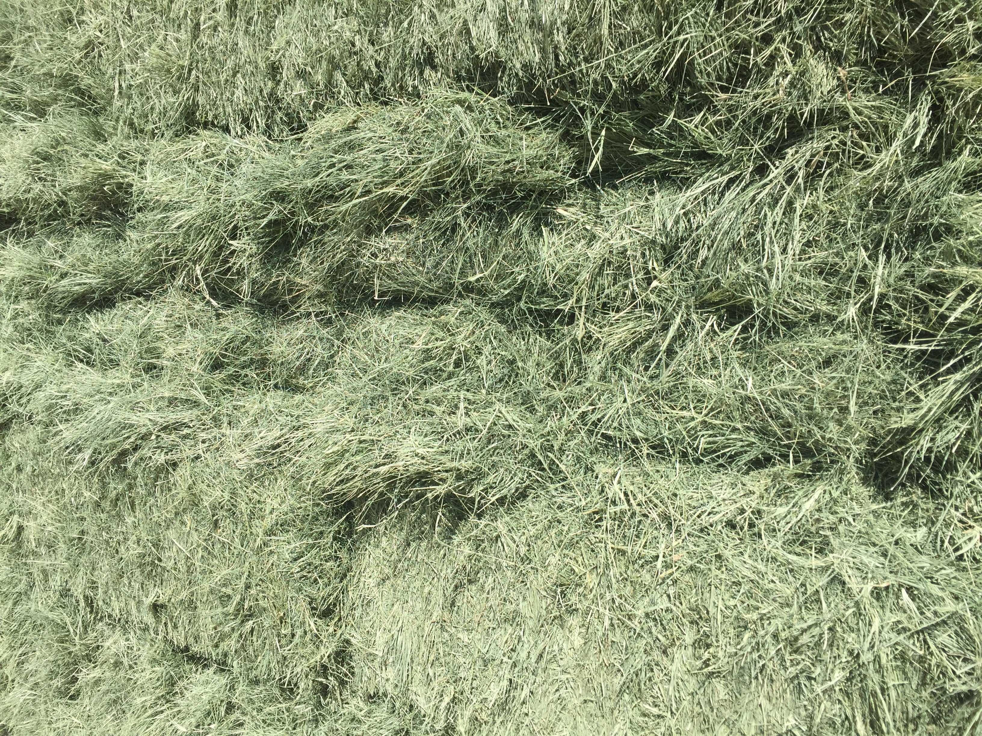 Bermuda Grass Hay For Sale.