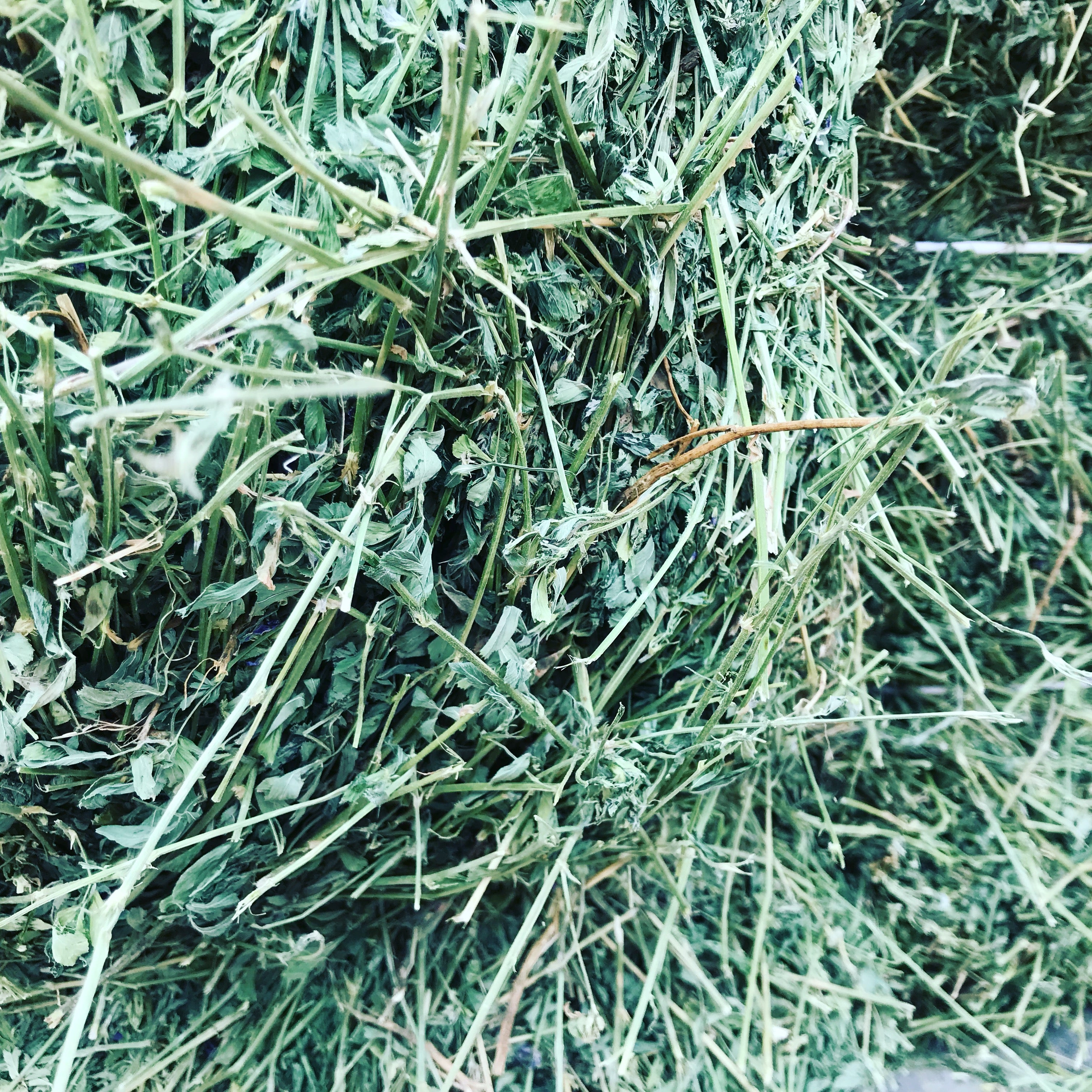 Premium Alfalfa Hay For Sale.