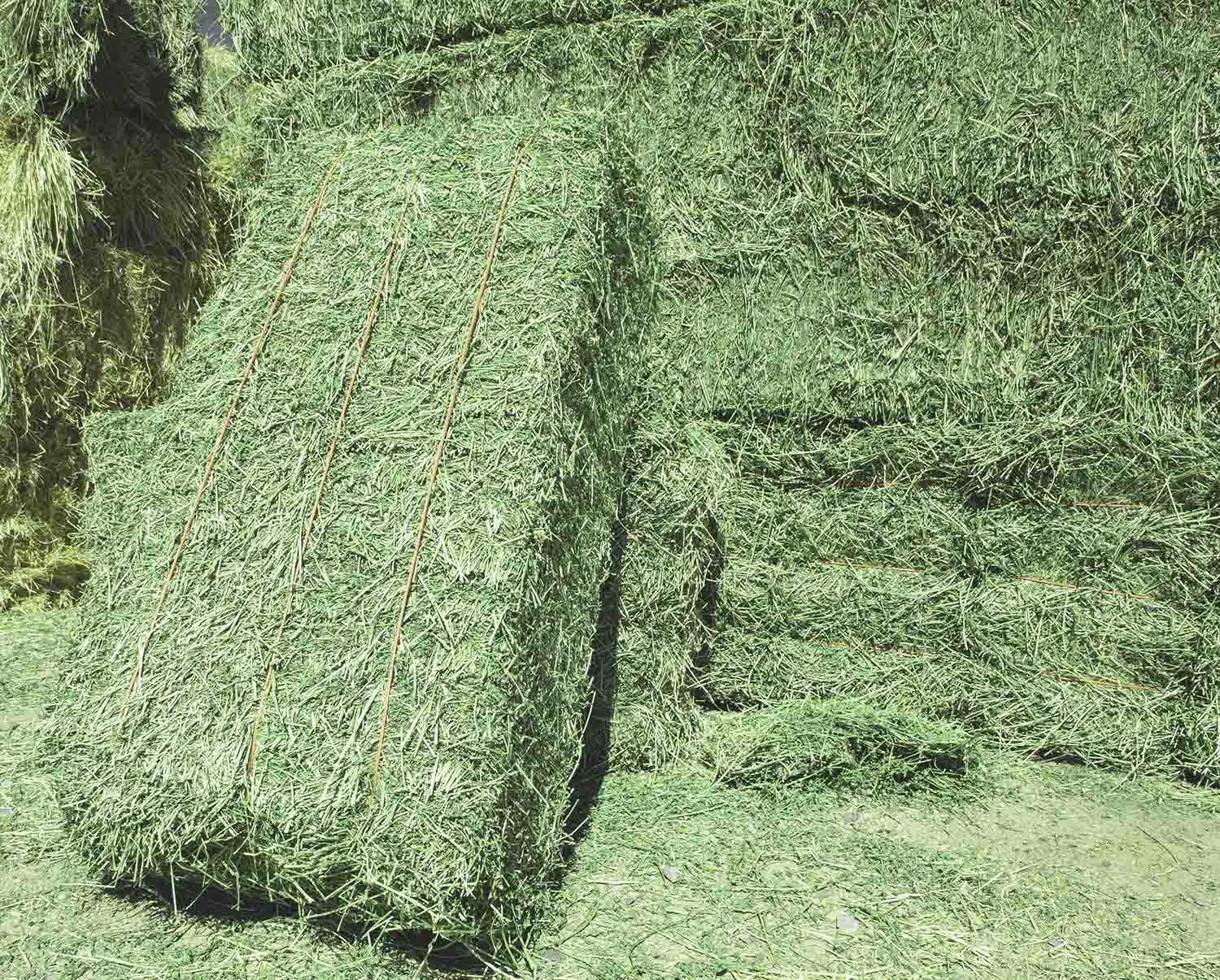 Premium Alfalfa Hay For Sale.