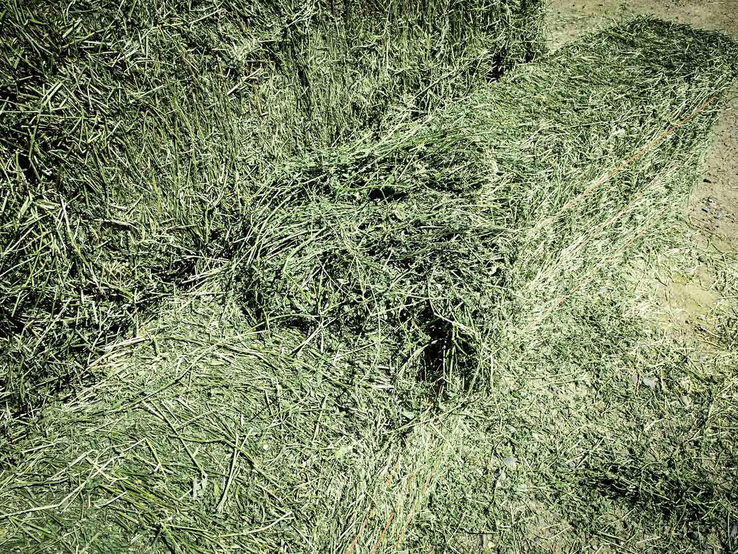 Premium Alfalfa Hay For Sale.