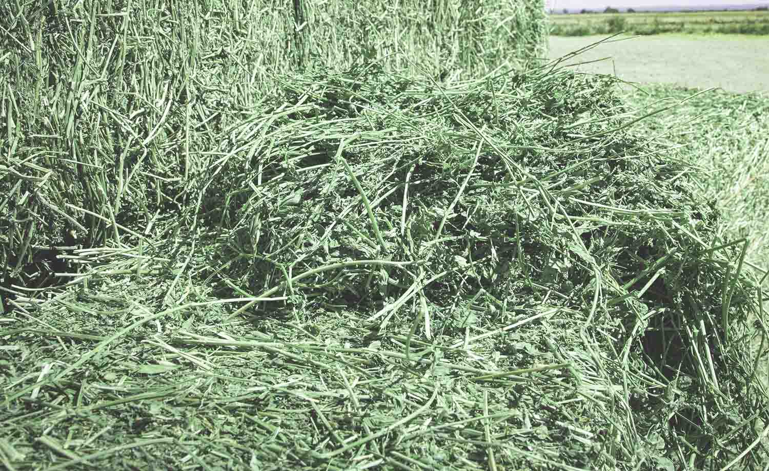 Premium Alfalfa Hay For Sale.