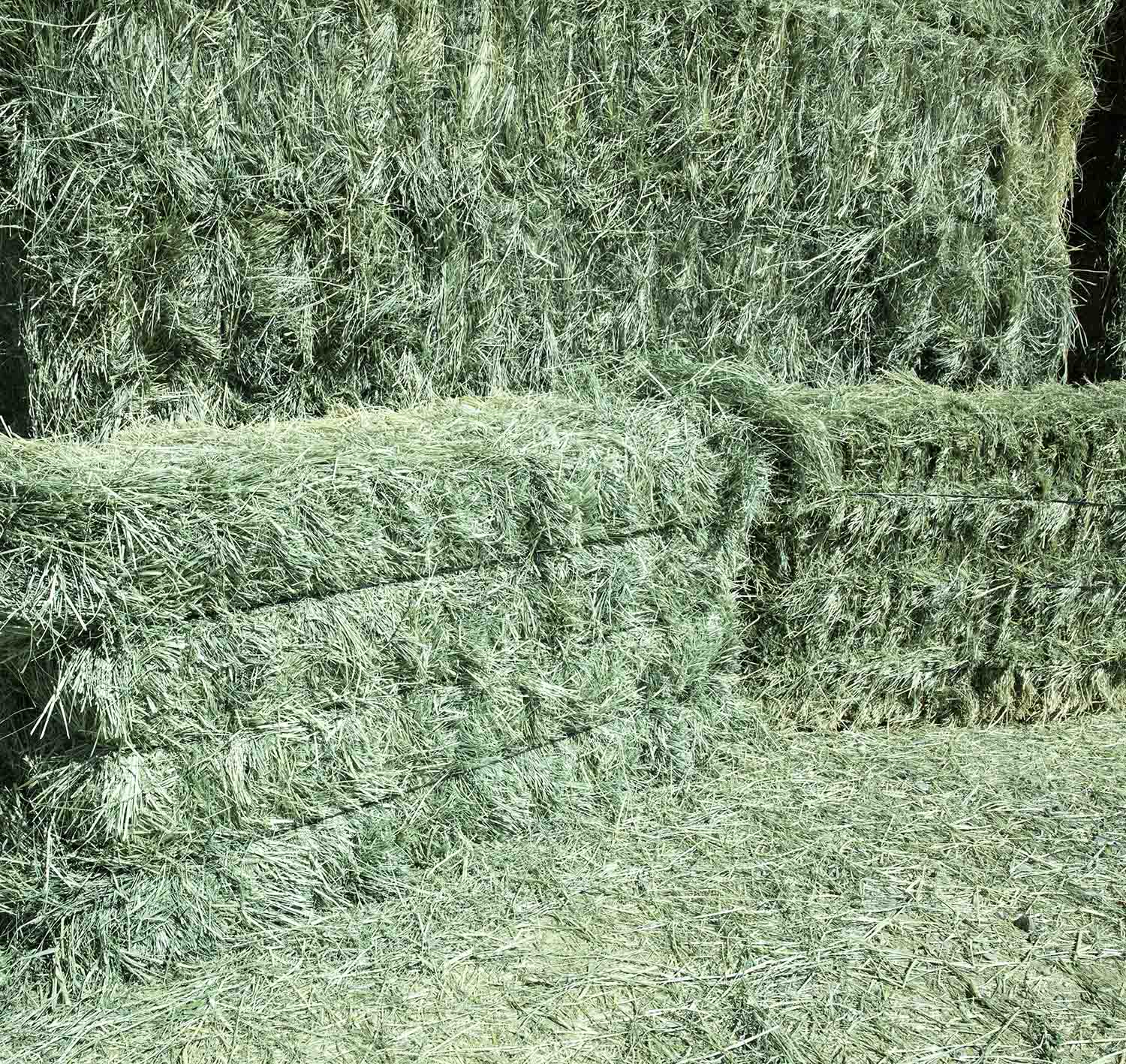 Premium Teff Hay for sale.