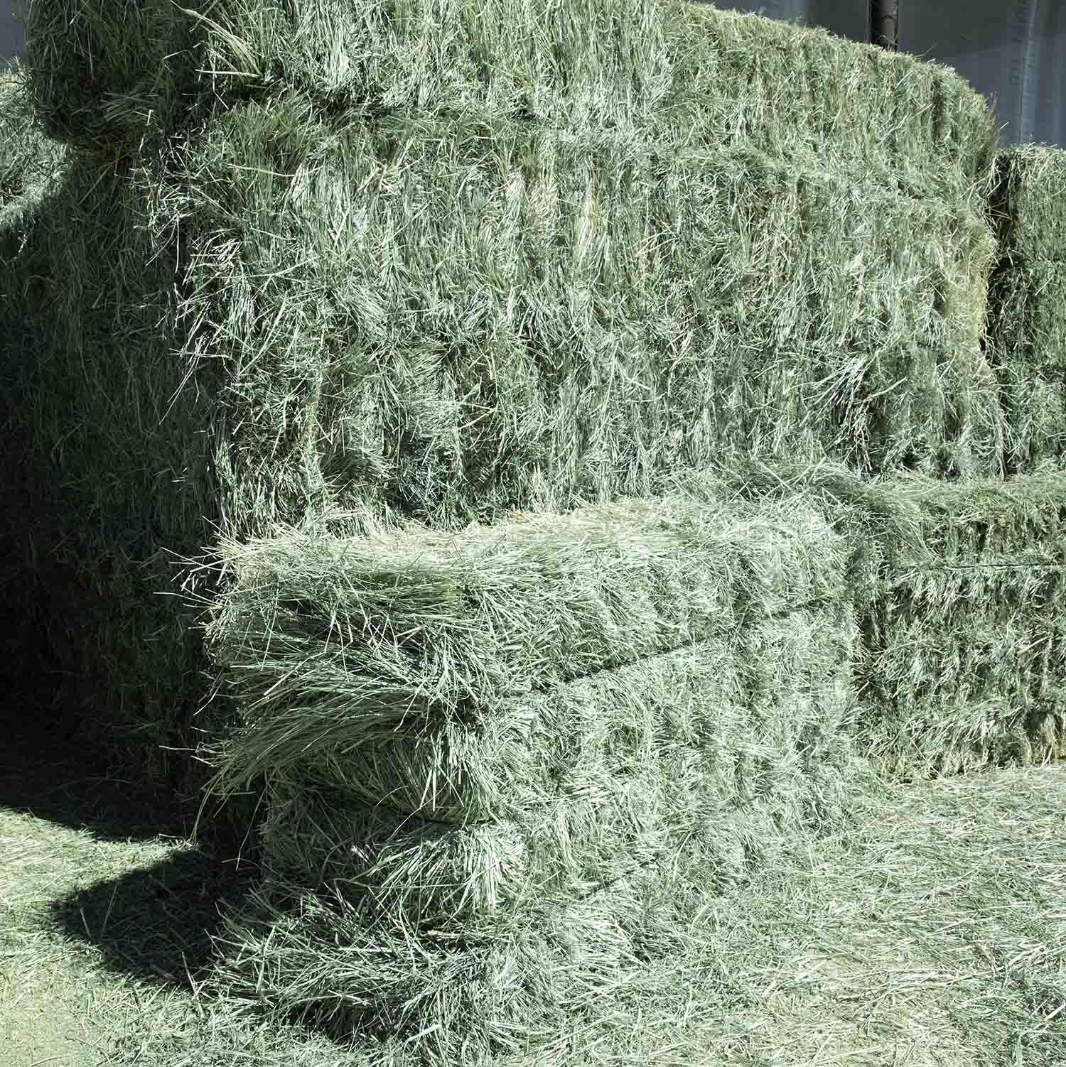 Premium Teff Hay for sale.