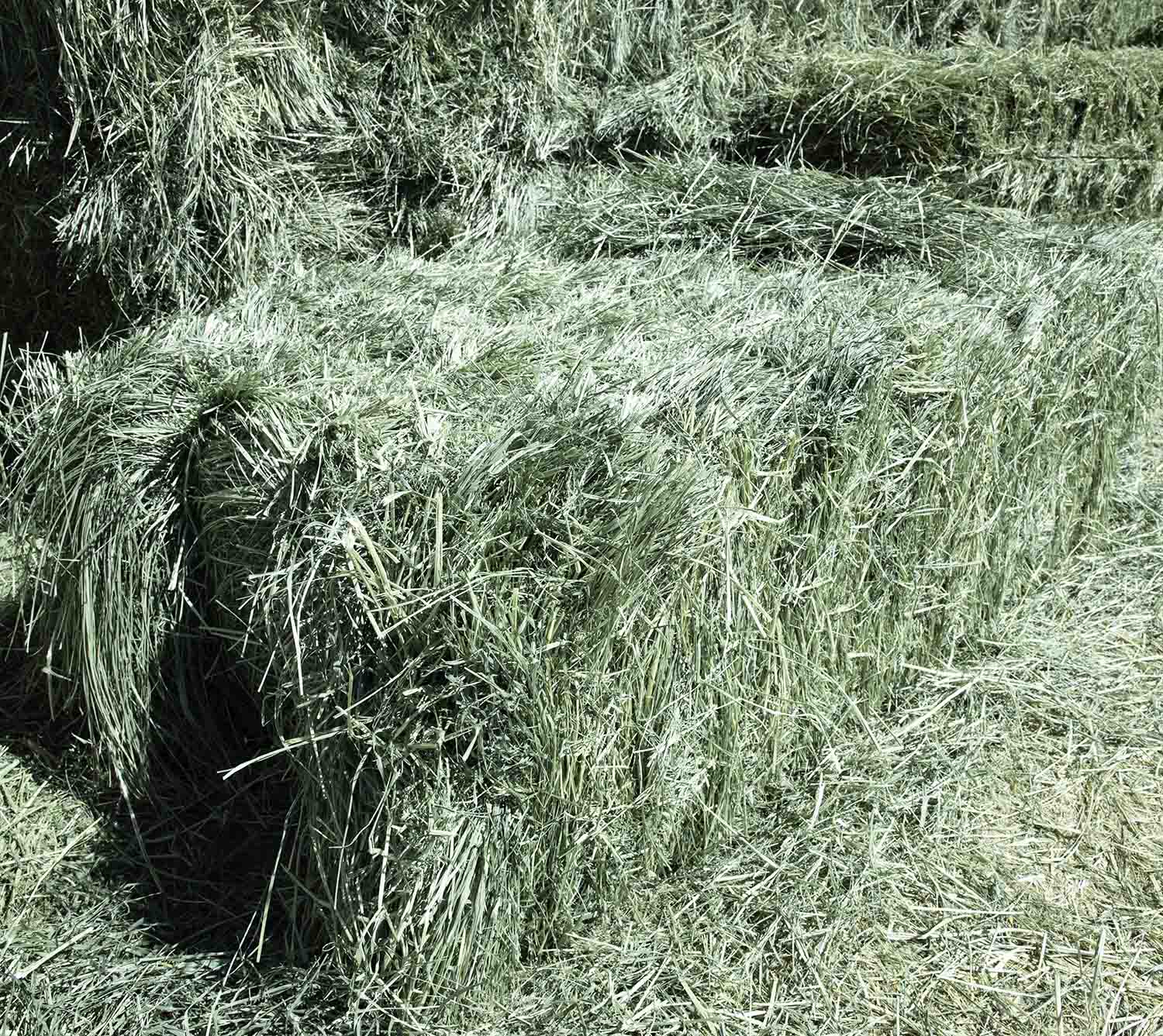 Premium Teff Hay for sale.
