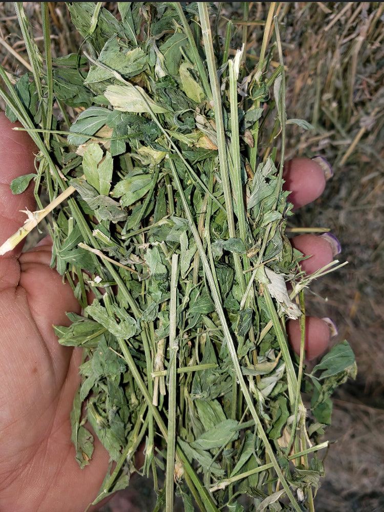 Premium Alfalfa Hay For Sale.