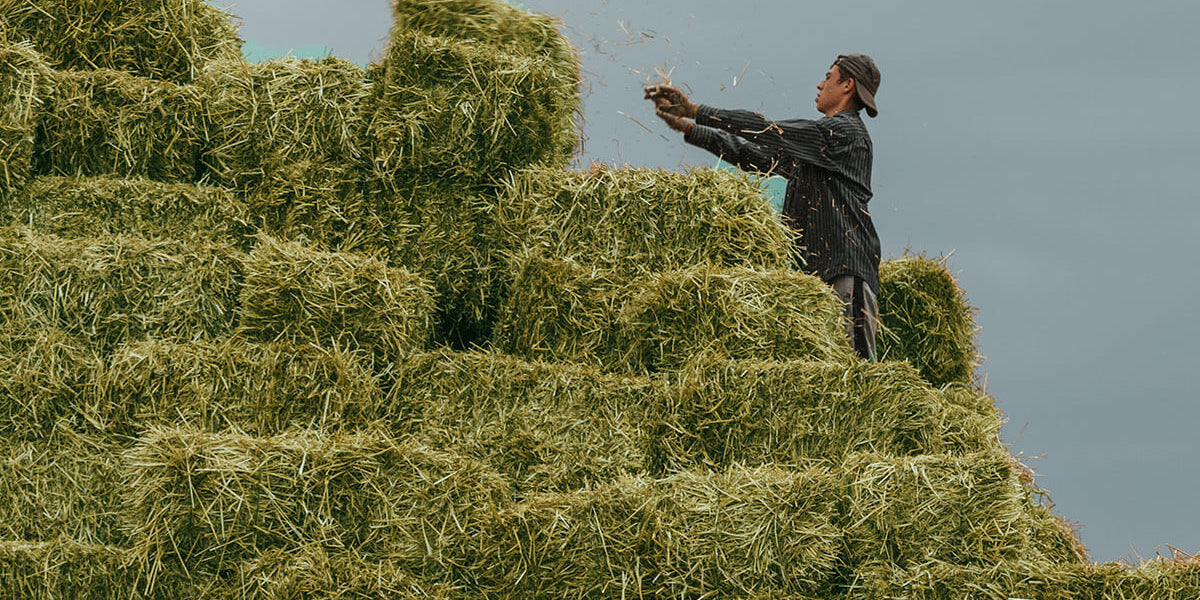 How Much Does a Bale of Hay Weigh? — Conway Feed & Supply