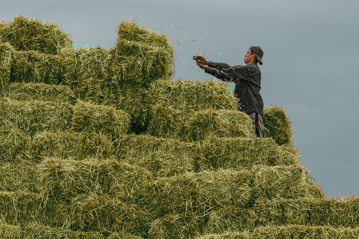 How Much Does a Bale of Hay Weigh? — Conway Feed & Supply