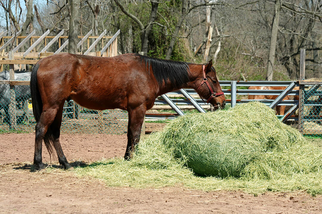 Is Alfalfa Hay Good for Horses?