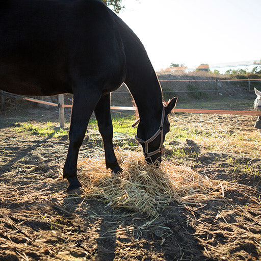 Should Horses Have Hay All the Time?