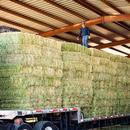 Why Arizona Alfalfa Hay Is Best for Delivery