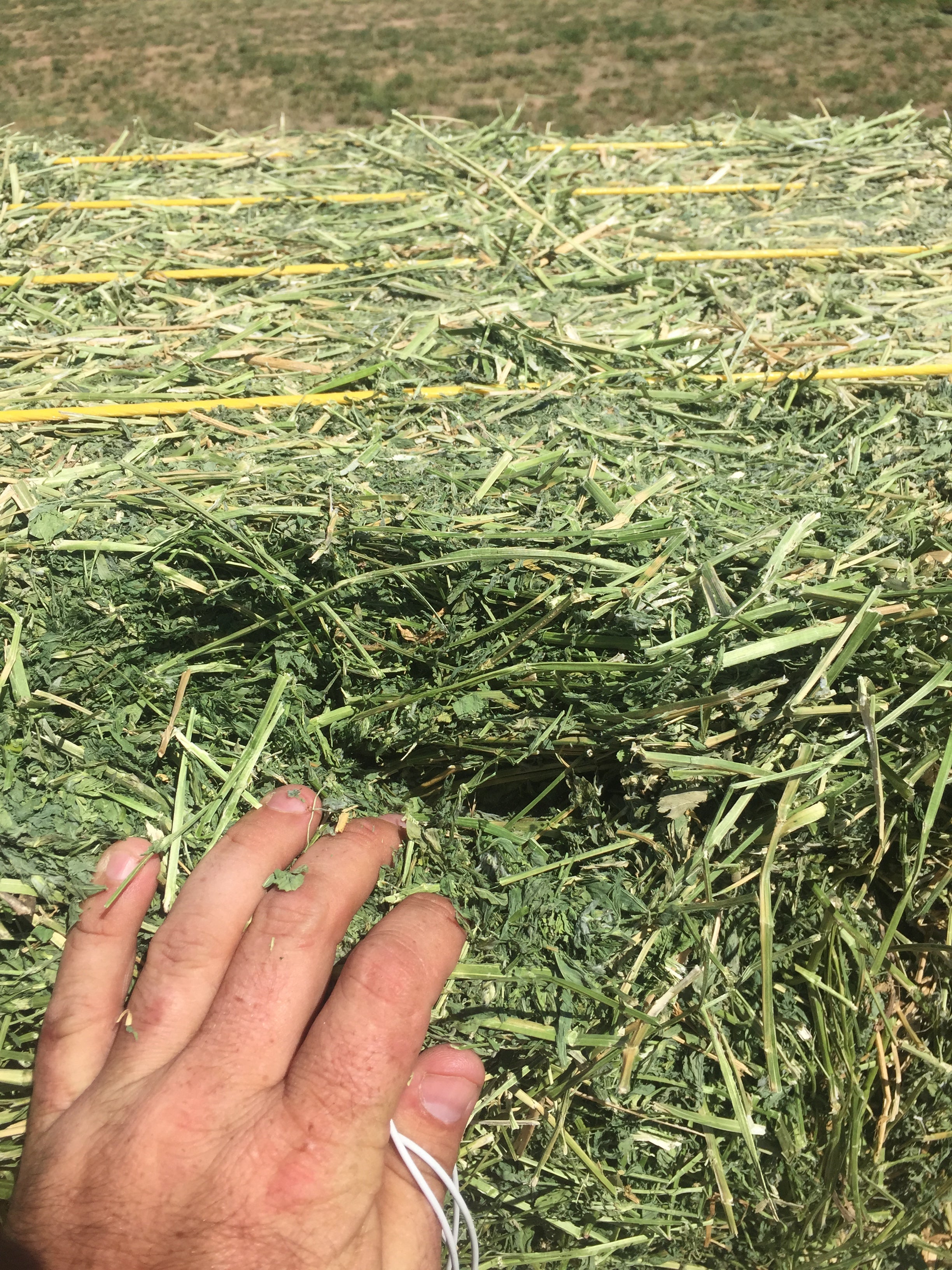 can dogs eat alfalfa hay