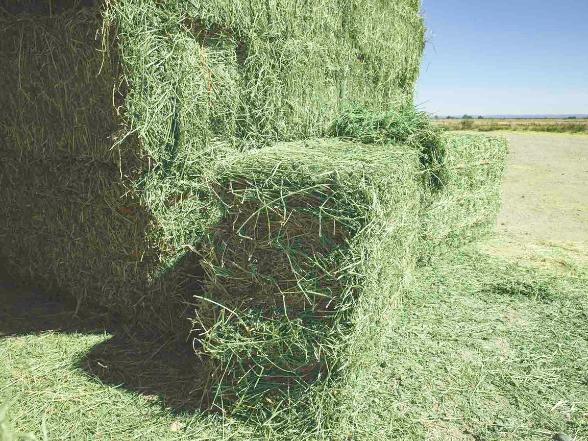 Alfalfa Hay — Conway Feed & Supply