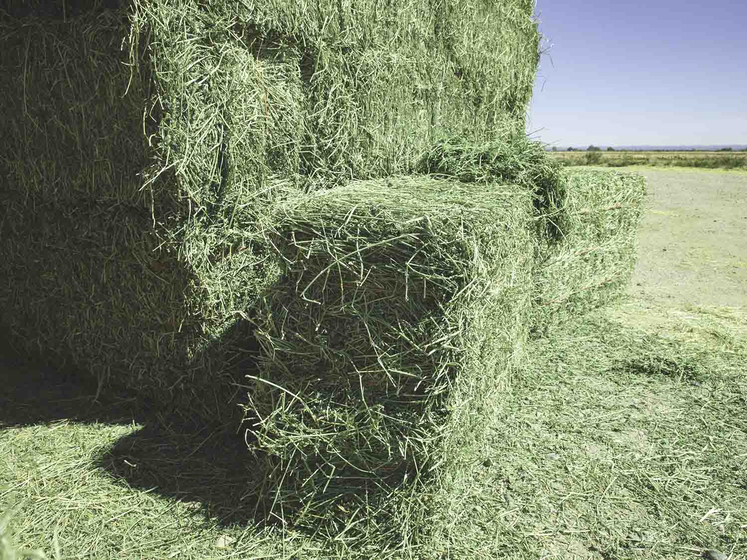 What is the Difference Between Hay, Straw and Premium Forage?