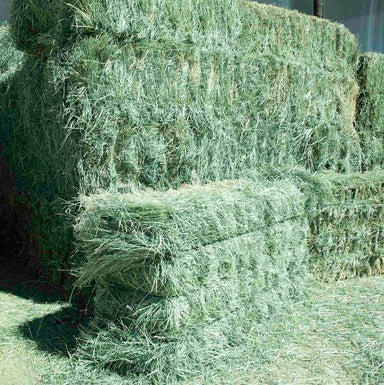 Premium Teff Hay for sale.